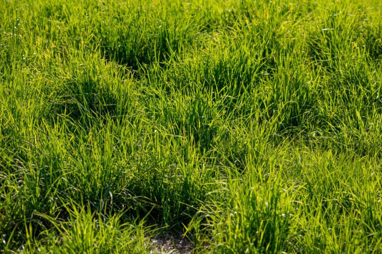 Nahaufnahme von hohem, grünem Gras, das dicht in einem sonnenbeschienenen Außenbereich wächst und an sorgfältig gepflegte Anlagen erinnert, wie man sie häufig in der Nähe von Gewerbeliegenschaften unter professioneller Verwaltung findet. Zwischen den Halmen sind kleine Flecken Erde zu sehen.