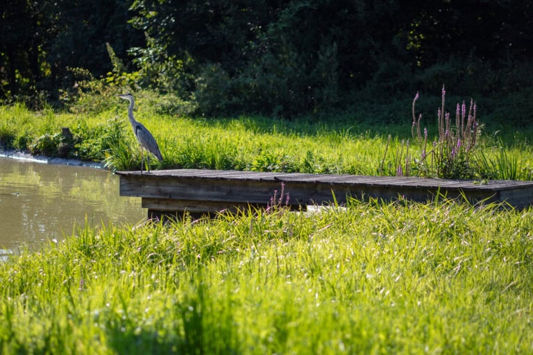 Ein Graureiher steht auf einem Holzsteg an einem Teich, umgeben von grünem Gras und lila Wildblumen. Dichte Bäume und Sträucher bilden den Hintergrund, während das Sonnenlicht diese friedliche Szene erhellt - ideal für einzigartige Gewerbeliegenschaften Mietangebote.