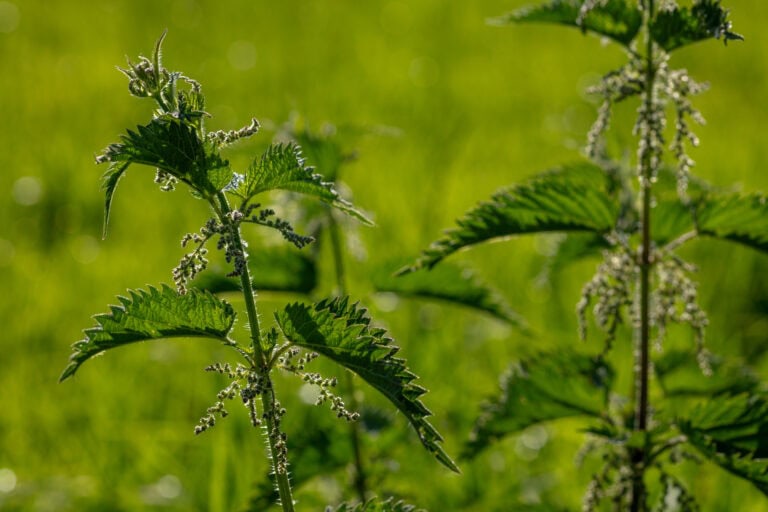 Nahaufnahme von grünen Brennnesselpflanzen mit gezackten Blättern und kleinen Blütenbüscheln vor einem unscharfen grasbewachsenen Hintergrund im Sonnenlicht - perfekt für Mietangebote zum Thema Natur oder Vermietungsaktionen im Freien.