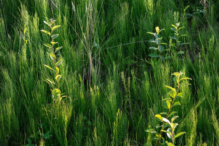 Hohes, grünes Gras und wilde Pflanzen, die dicht beieinander wachsen und deren Blätter und Halme von der Sonne angestrahlt werden - die Schönheit der Natur, die die attraktiven Gewerbeliegenschaften in unseren Mietangeboten umgeben könnte.