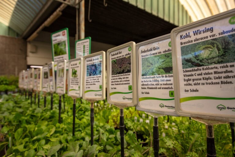 In einem Gewächshaus, in dem das Sonnenlicht durch ein gewölbtes Dach fällt, wachsen unter deutschsprachigen Pflanzeninformationsschildern reihenweise grüne Gemüsesetzlinge heran - grüne Lebensräume und nachhaltige Verwaltung für blühende Pflanzen.