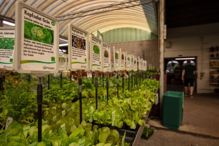 Eine Reihe grüner Salatpflanzen in Töpfen mit Informationsschildern in deutscher Sprache wird in einem Gewächshausmarkt ausgestellt, in dem innovative Lebensräume präsentiert werden. Im Hintergrund ist eine Person zu sehen, die in der Nähe des Eingangs spazieren geht.