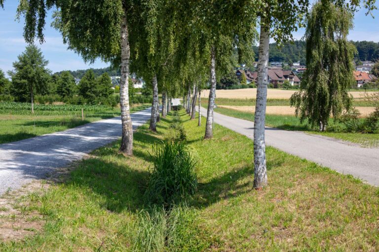Eine Reihe von Birken säumt einen grasbewachsenen Mittelstreifen, der zwei parallele Landstraßen trennt, und schafft natürliche Lebensräume mit Feldern und einem Dorf im Hintergrund unter einem klaren blauen Himmel.