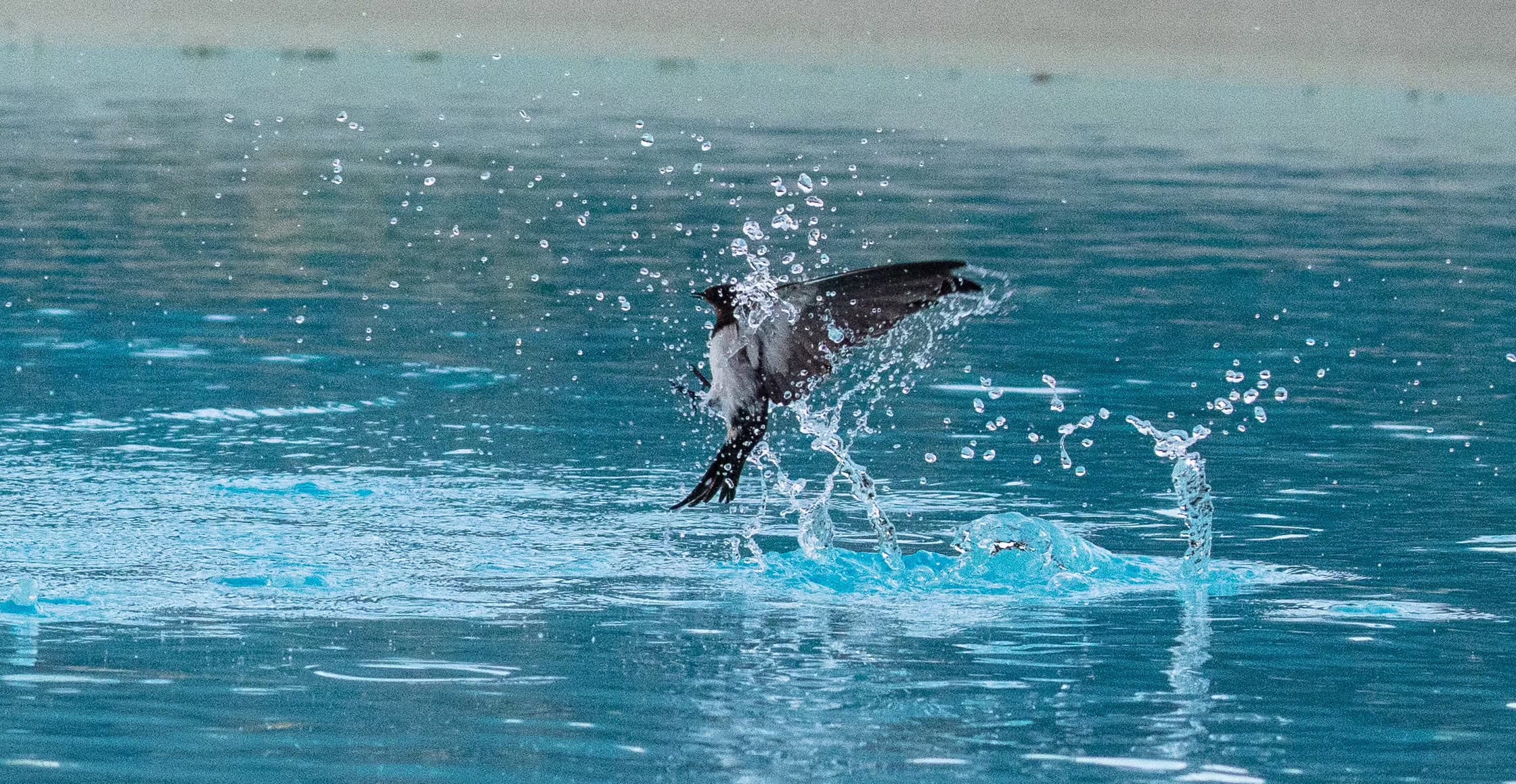 Ein Vogel gleitet über die Oberfläche des blauen Wassers und lässt Spritzer und Tropfen fliegen, während er mit weit ausgebreiteten Flügeln abhebt und einen Moment der Verwandlung in seinem Lebensraum festhält.