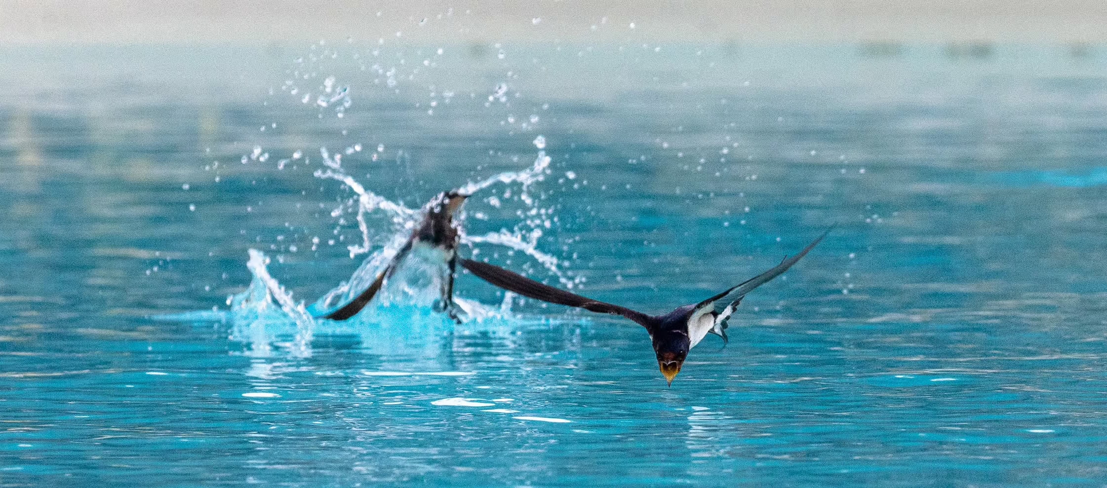 Zwei Schwalben gleiten über die Oberfläche des leuchtend blauen Wassers und erzeugen Spritzer, während sie im Tiefflug einen lebendigen Moment der Verwandlung in ihrem natürlichen Lebensraum festhalten. Ein Vogel ist scharf abgebildet, während der andere im Hintergrund leicht verschwommen ist.