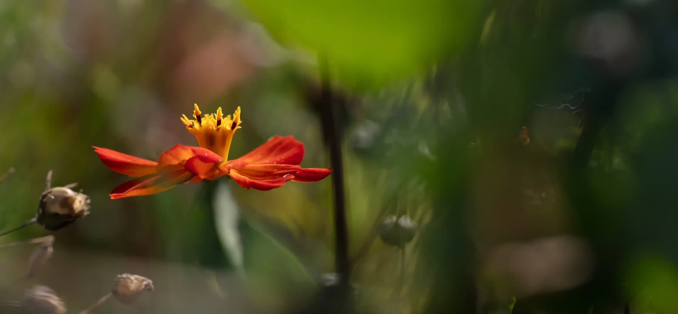 Eine einzelne orangefarbene Blüte mit gelben Staubgefäßen steht im Mittelpunkt, umgeben von unscharfem grünem Laub und Knospen im Hintergrund, die die sanfte Verwandlung ihres Lebensraums in eine weiche, natürliche Szene einfangen.