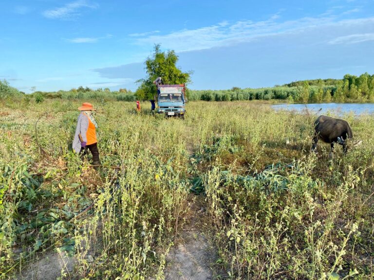 Eine Person in orangefarbenem Hemd und Hut geht durch hohes Gras auf einem Feld, das die Verwandlung symbolisiert, während in der Nähe ein Wasserbüffel grast. Eine andere Person steht neben einem blauen Lastwagen im Hintergrund unter einem blauen Himmel mit vereinzelten Wolken.