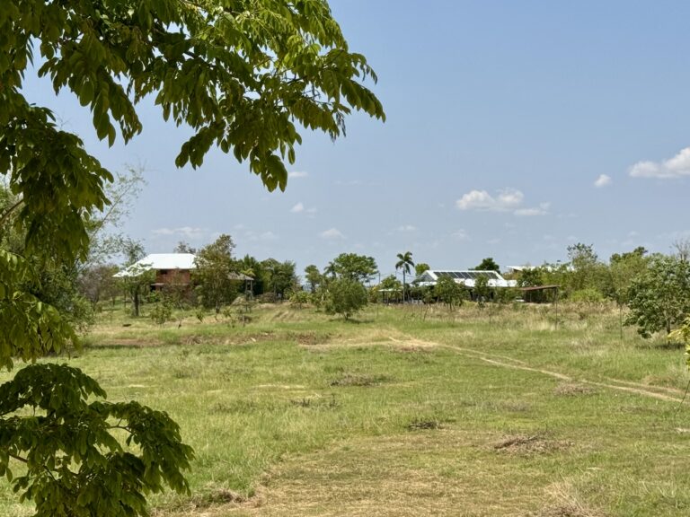 Ein grasbewachsenes Feld mit vereinzelten Bäumen deutet eine Veränderung an, während im Hintergrund zwei Häuser mit Metalldächern unter einem klaren blauen Himmel stehen. Ein großer Baumzweig rahmt das Bild teilweise von links ein.